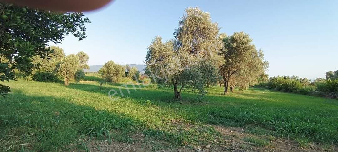 Atabey Emlaktan Satılık Zeytin Lik - Görsel 5