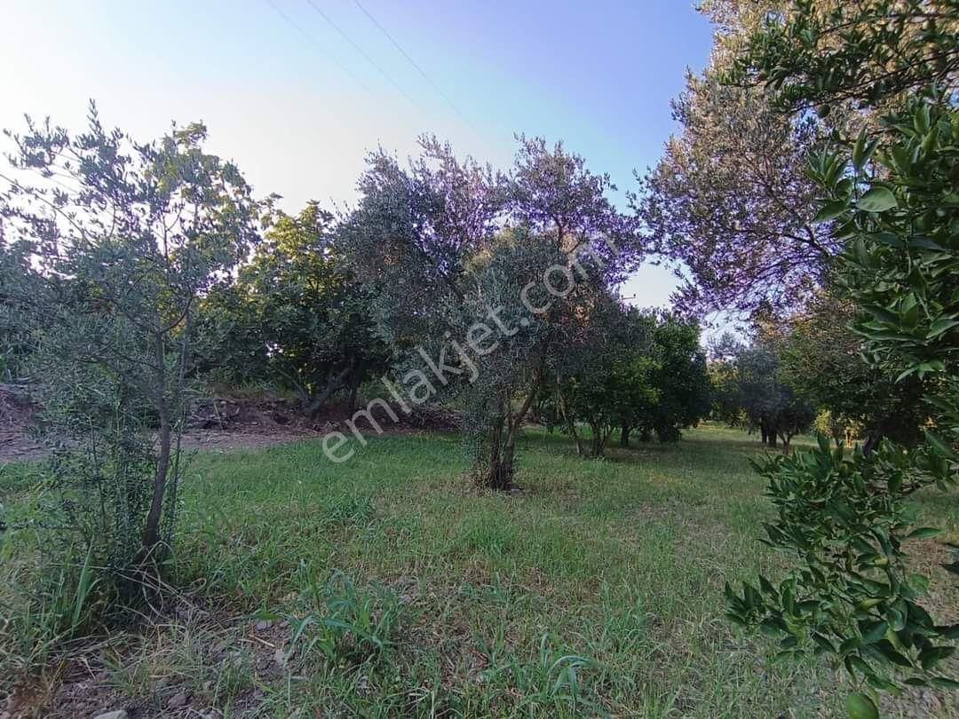 Atabey Emlaktan Satılık Zeytin Lik - Görsel 8