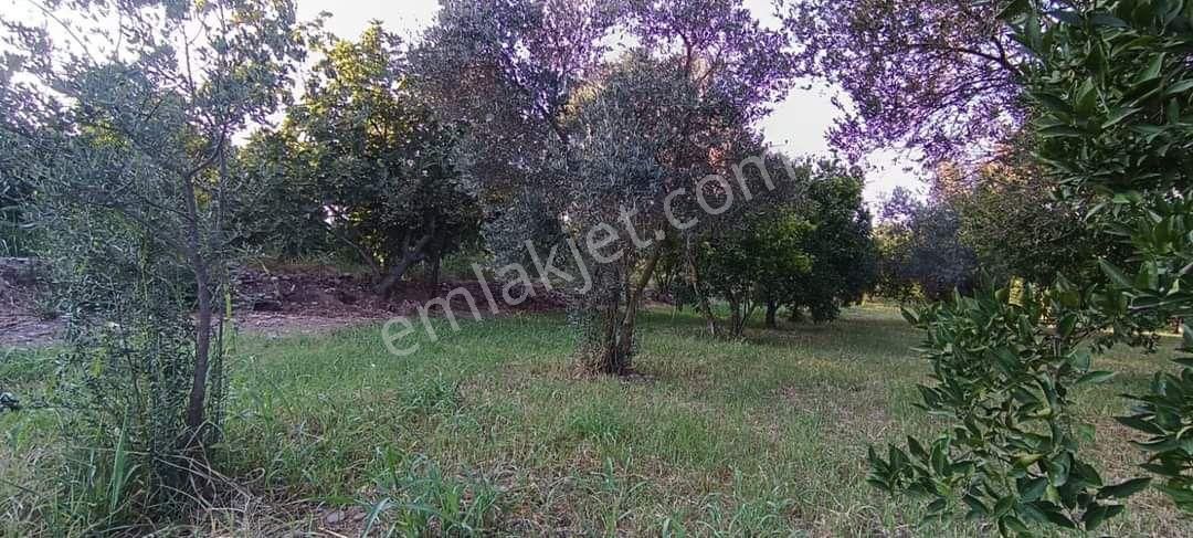 Atabey Emlaktan Satılık Zeytin Lik - Görsel 14