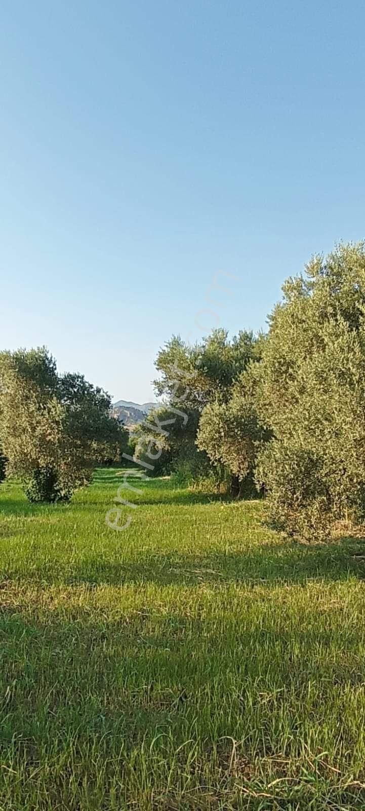 Atabey Emlaktan Satılık Zeytin Lik - Görsel 6