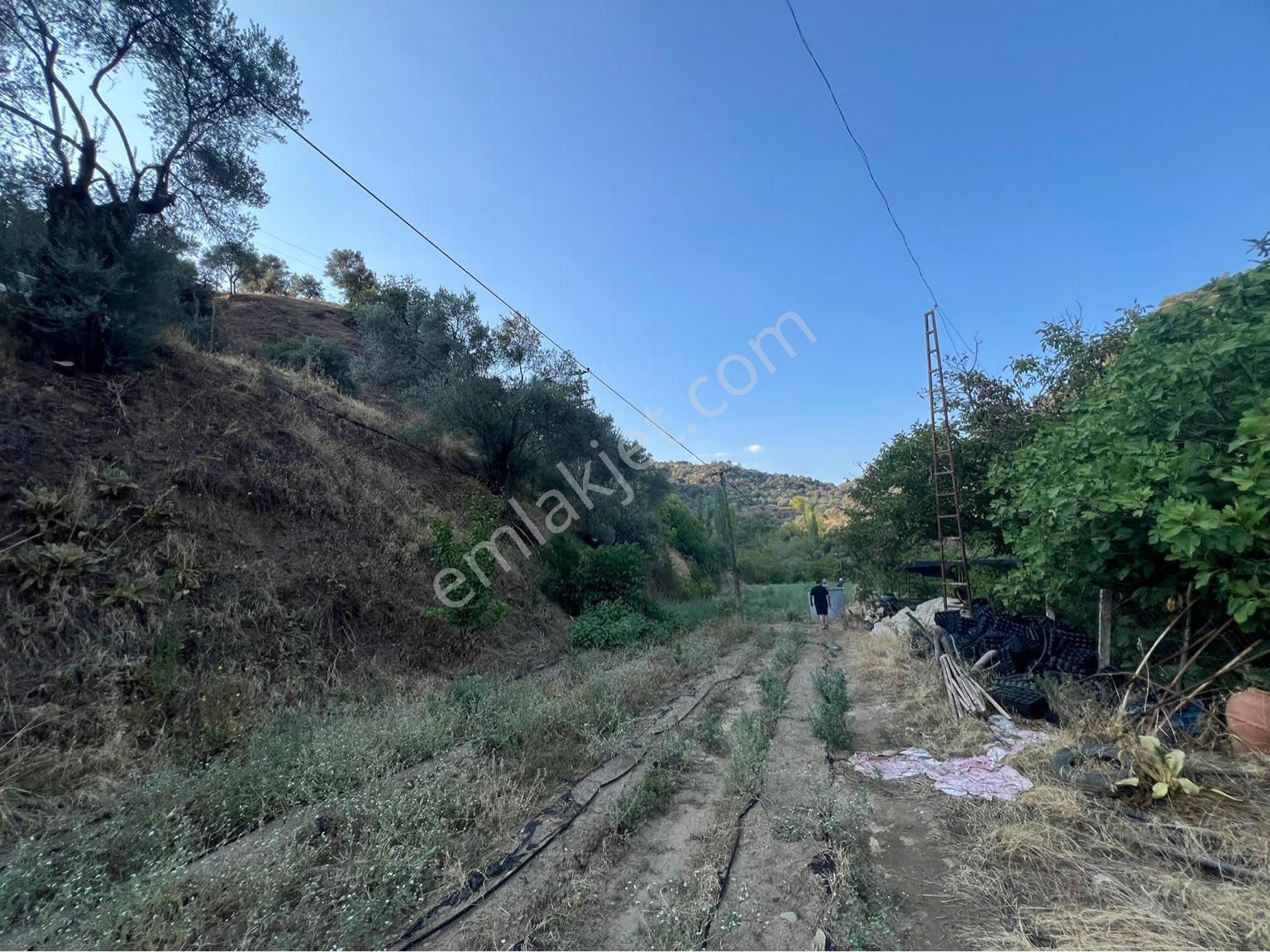Atça Kılavuzlar Da Satılık Yola Sıfır Bahçe - Görsel 6
