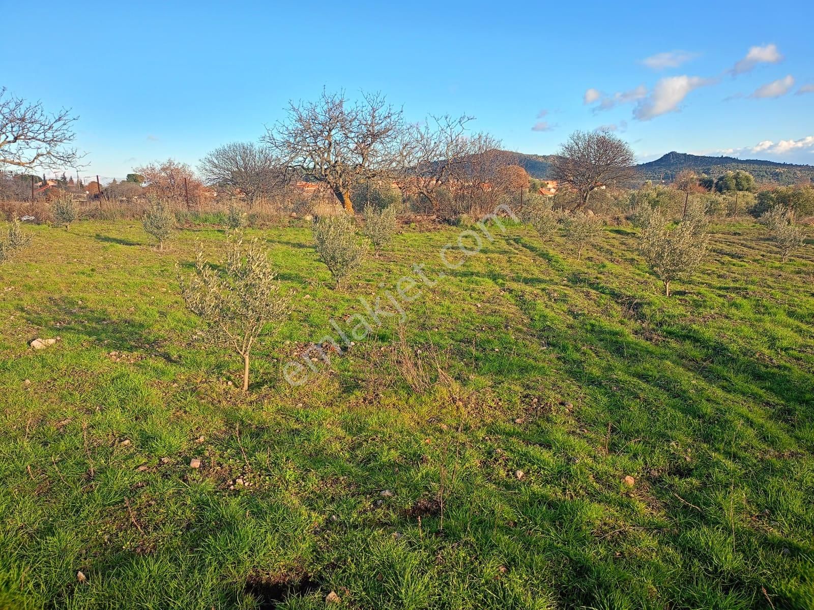 Yunusemre Karakılıçlı Satılık Tarla Karakılınçlı Mahallesi 460 M2 Arsamız Yolu Açık Kadastrol Yolu Mevcut