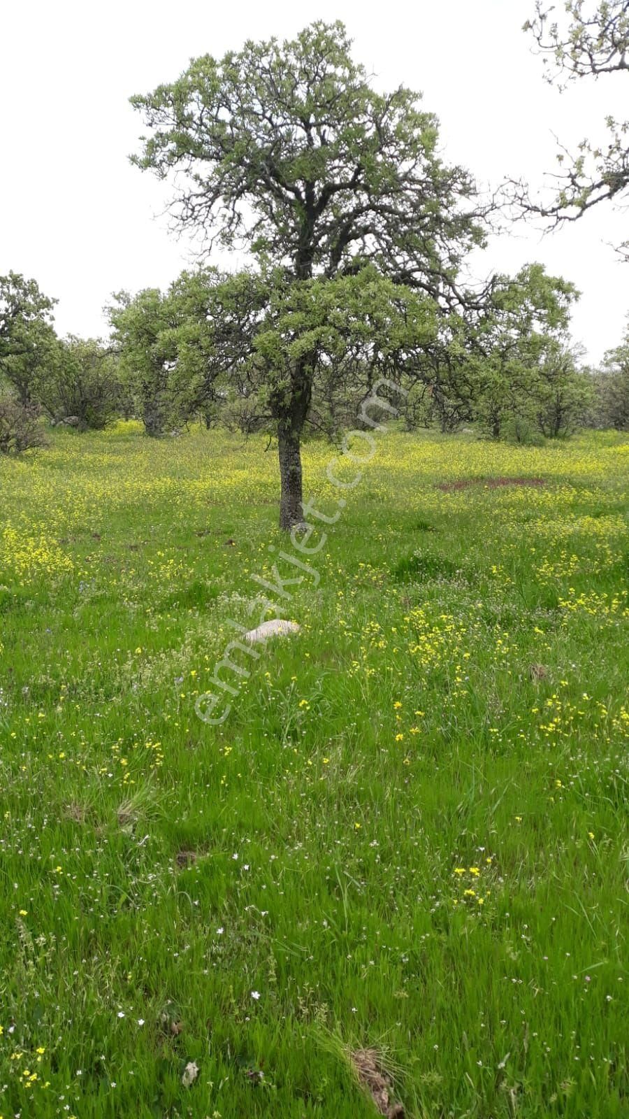 Ayvacık İlyasfakı Köyü Satılık Tarla ÇANAKKALE AYVACIK İLYASFAKİ KÖYÜNDE SATILIK TARLA 