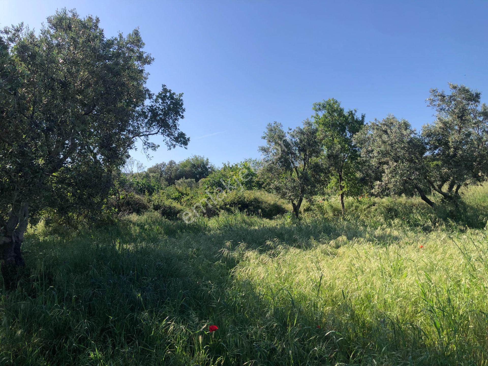 Şarköyde Işık Emlaktan Kızılcaterzi Mah De 1930 M2 Zeytinlik - Görsel 14