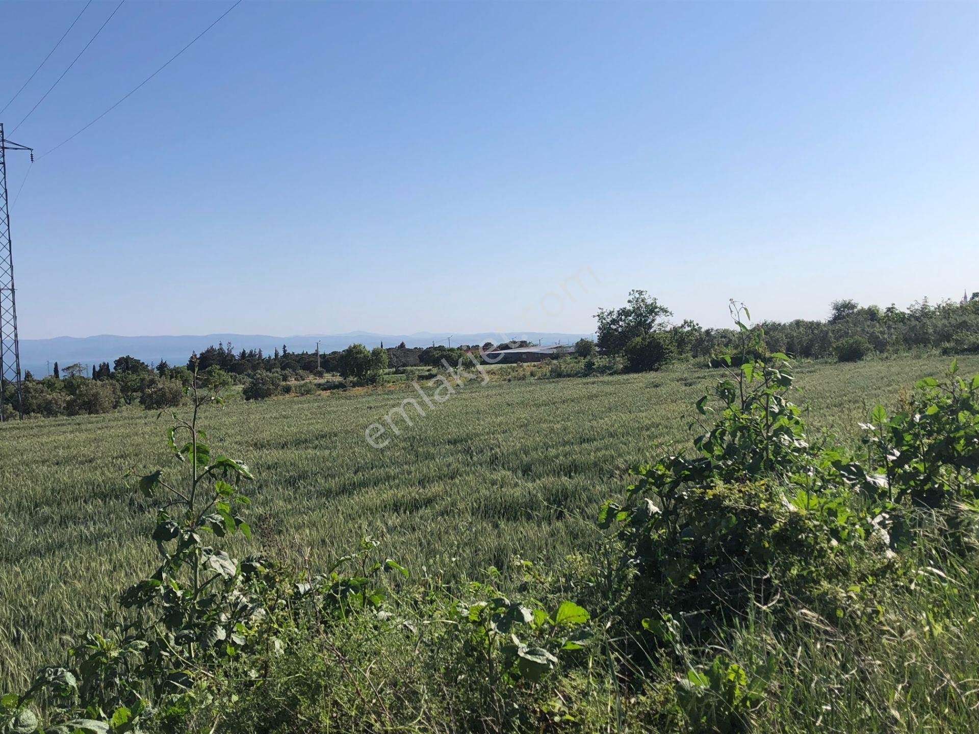 Şarköyde Işık Emlaktan Kızılcaterzi Mah De 1930 M2 Zeytinlik - Görsel 10