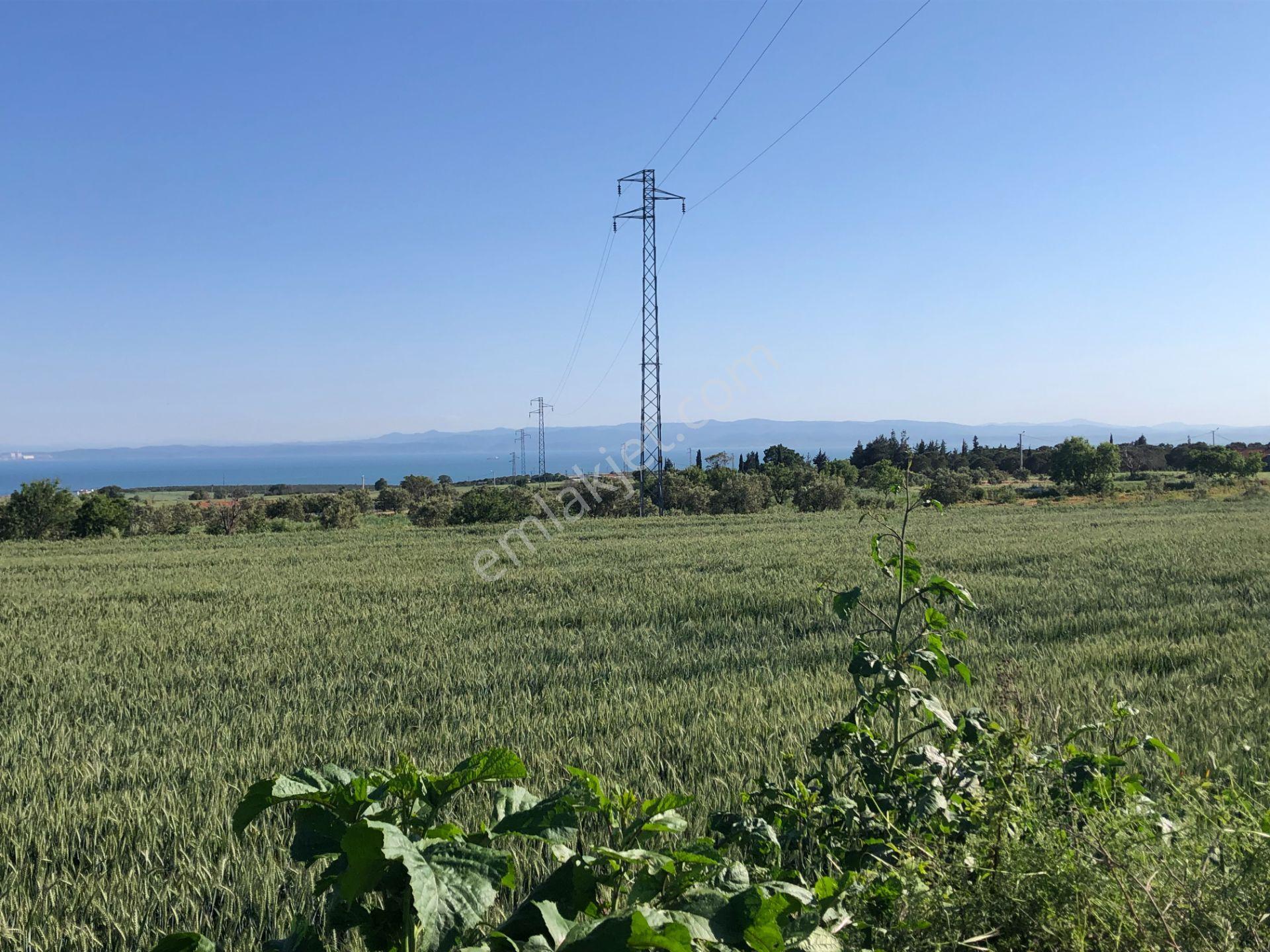 Şarköyde Işık Emlaktan Kızılcaterzi Mah De 1930 M2 Zeytinlik - Görsel 8