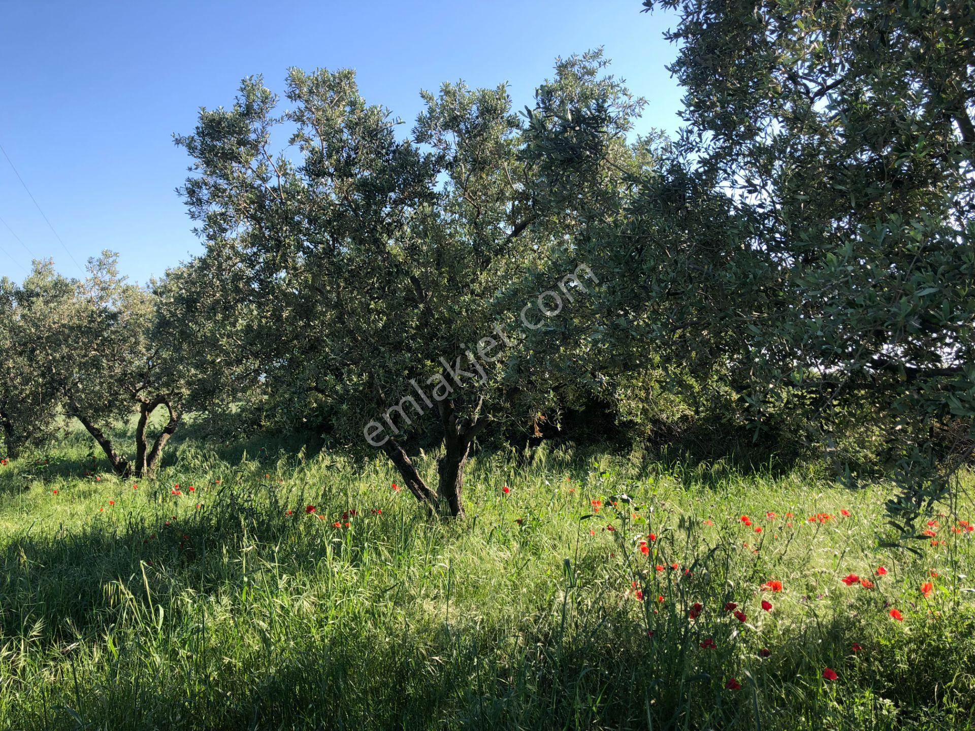 Şarköyde Işık Emlaktan Kızılcaterzi Mah De 1930 M2 Zeytinlik - Görsel 13