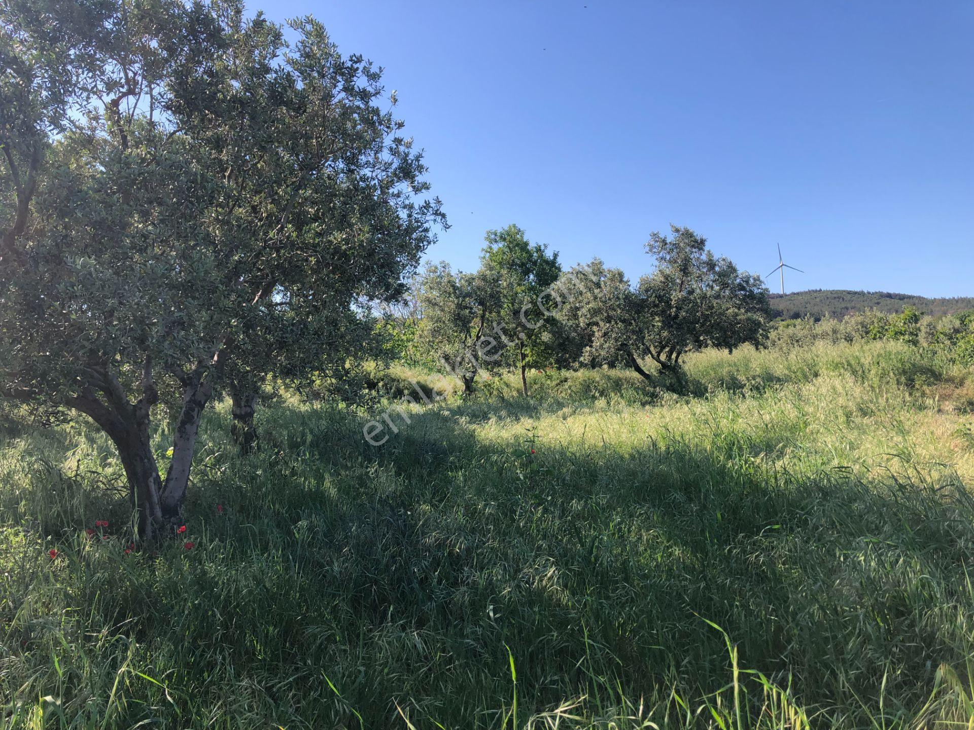 Şarköyde Işık Emlaktan Kızılcaterzi Mah De 1930 M2 Zeytinlik - Görsel 17