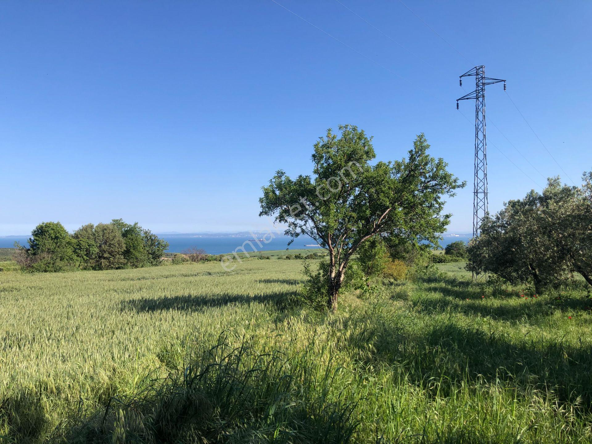 Şarköyde Işık Emlaktan Kızılcaterzi Mah De 1930 M2 Zeytinlik - Görsel 12