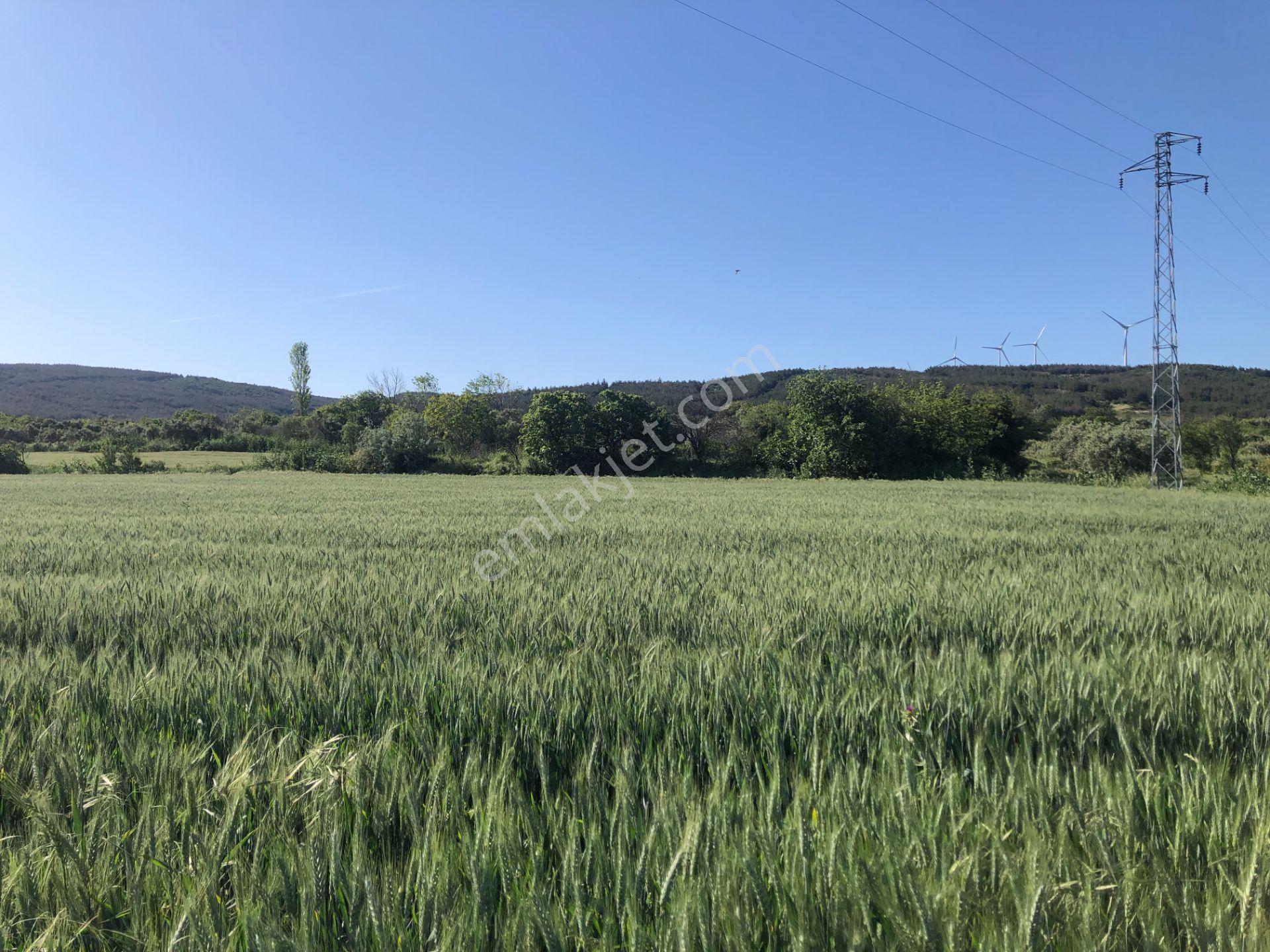 Şarköyde Işık Emlaktan Kızılcaterzi Mah De 1930 M2 Zeytinlik - Görsel 11