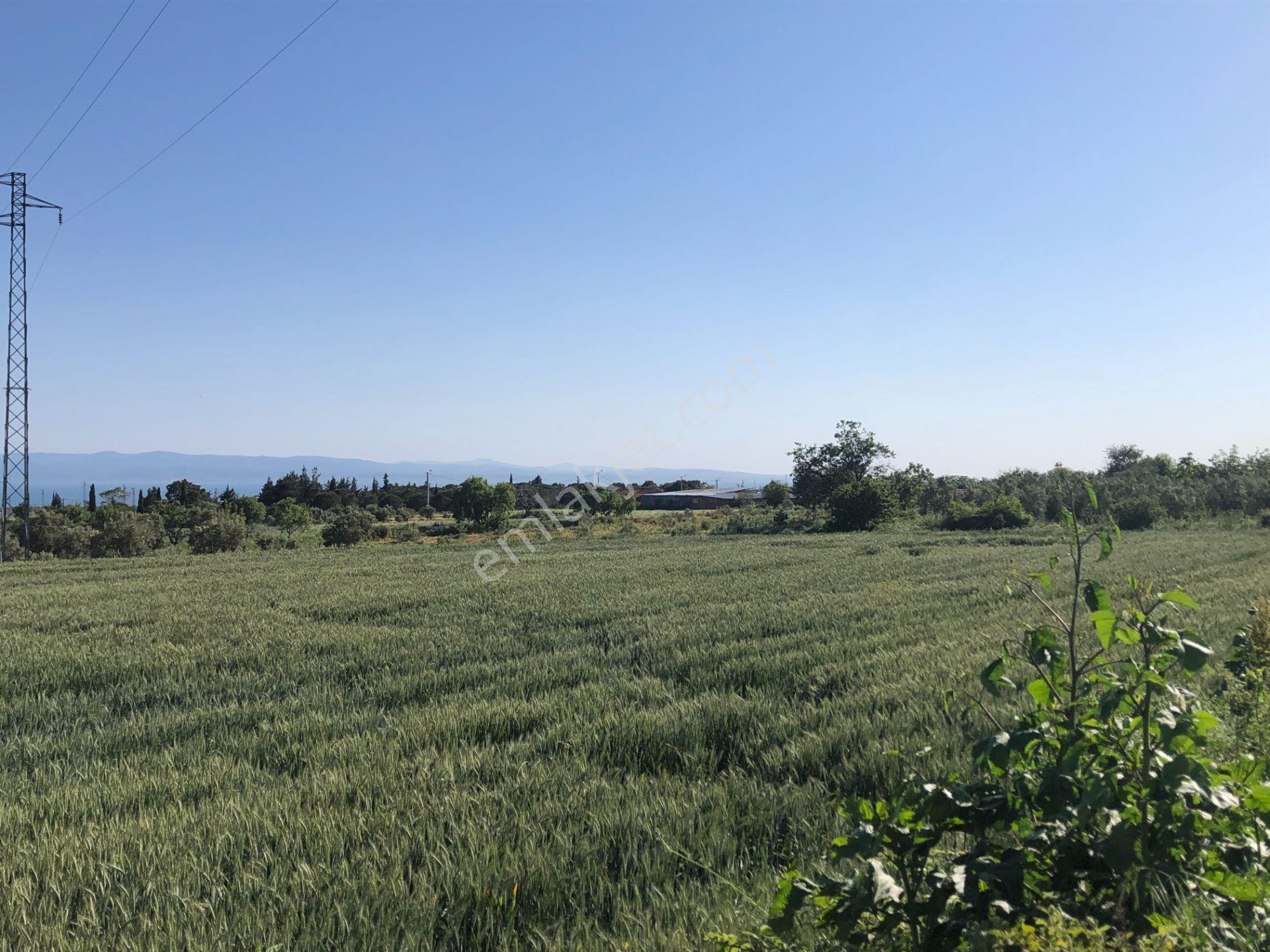 Şarköyde Işık Emlaktan Kızılcaterzi Mah De 1930 M2 Zeytinlik - Görsel 6