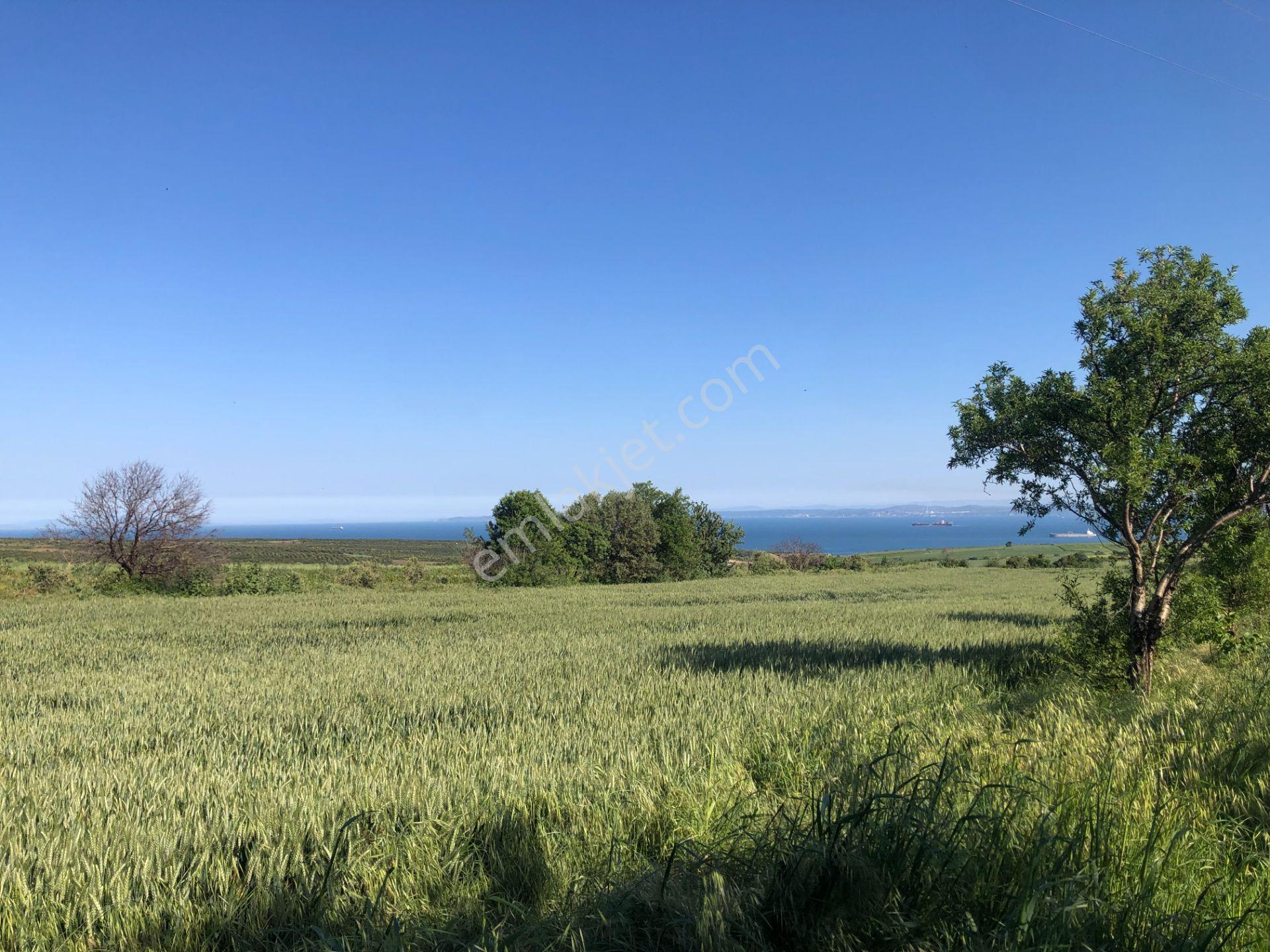 Şarköyde Işık Emlaktan Kızılcaterzi Mah De 1930 M2 Zeytinlik - Görsel 4