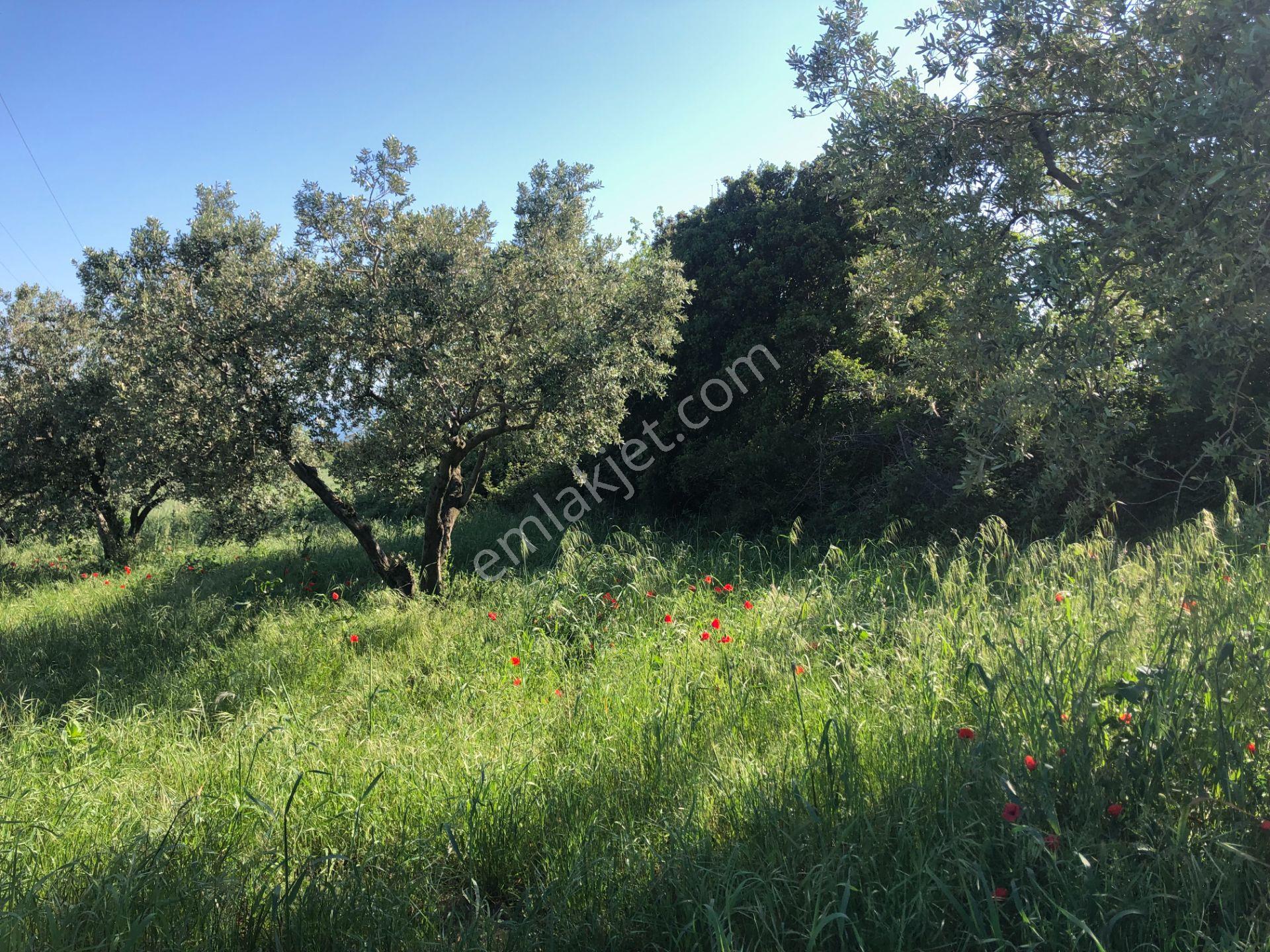 Şarköyde Işık Emlaktan Kızılcaterzi Mah De 1930 M2 Zeytinlik - Görsel 16