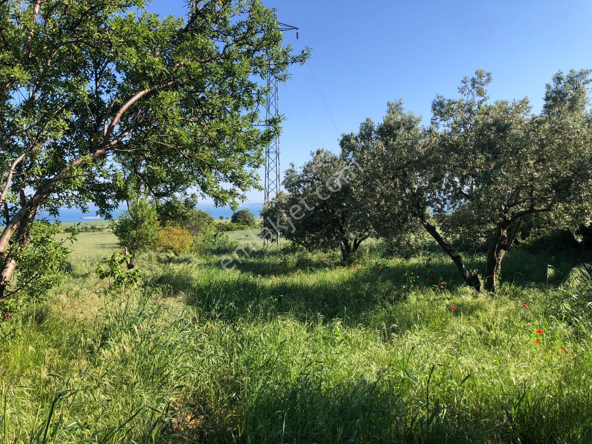 Şarköyde Işık Emlaktan Kızılcaterzi Mah De 1930 M2 Zeytinlik - Görsel 15