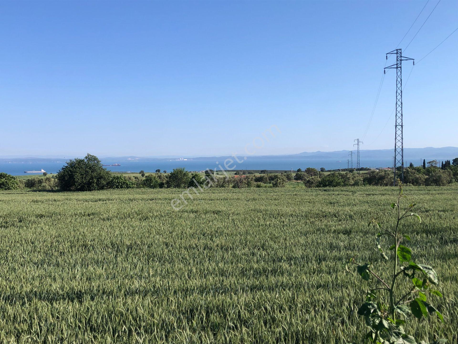 Şarköyde Işık Emlaktan Kızılcaterzi Mah De 1930 M2 Zeytinlik - Görsel 2
