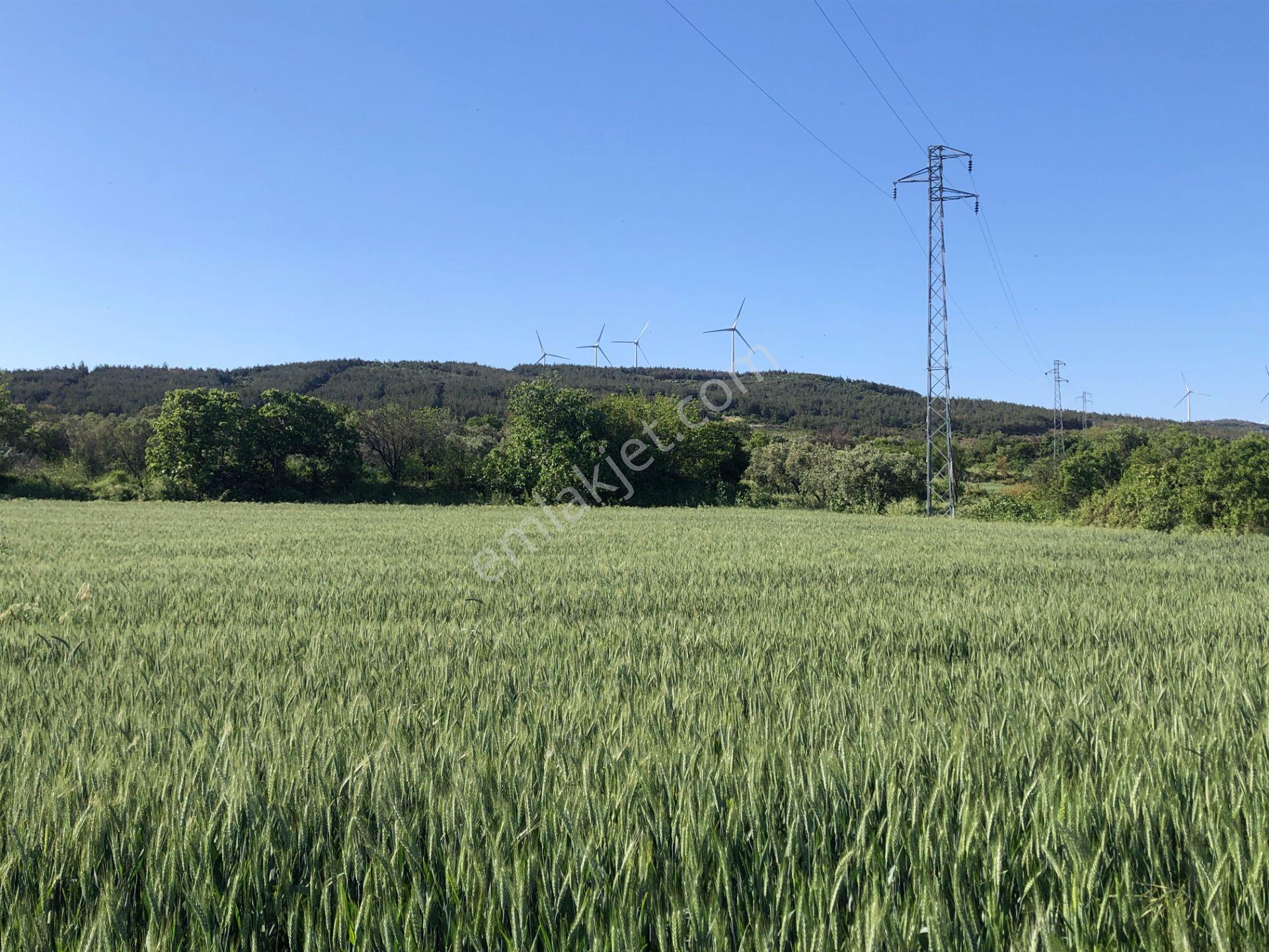 Şarköyde Işık Emlaktan Kızılcaterzi Mah De 1930 M2 Zeytinlik - Görsel 7
