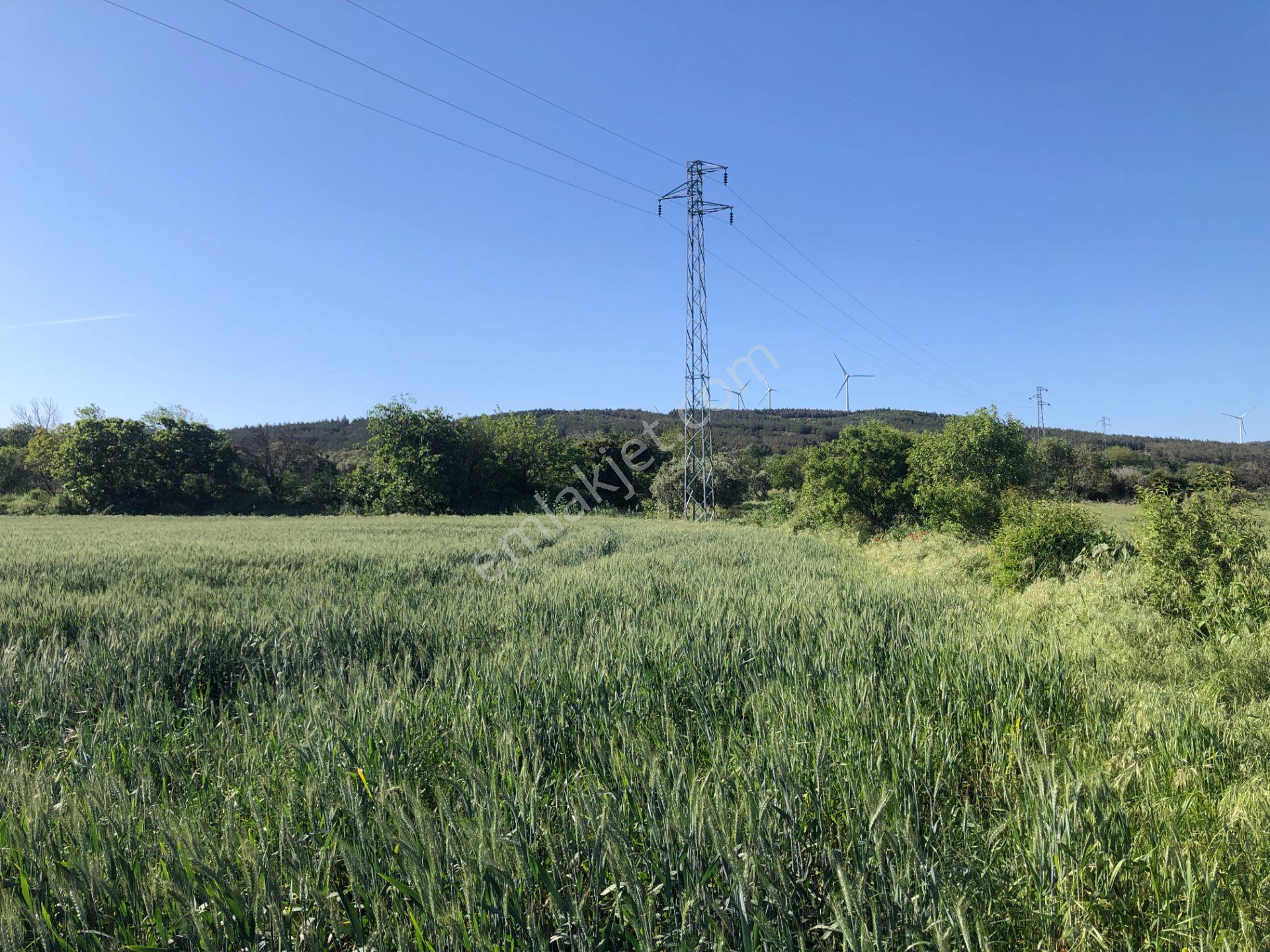 Şarköyde Işık Emlaktan Kızılcaterzi Mah De 1930 M2 Zeytinlik - Görsel 9