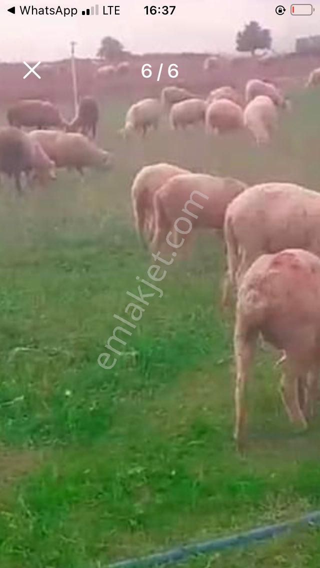 Kırklareli Merkez Üsküp Bld. (Mehmet Çavuş) Satılık Çiftlik Kırklareli Merkez Uskup Köyüne Baglı Satılık Cıflık