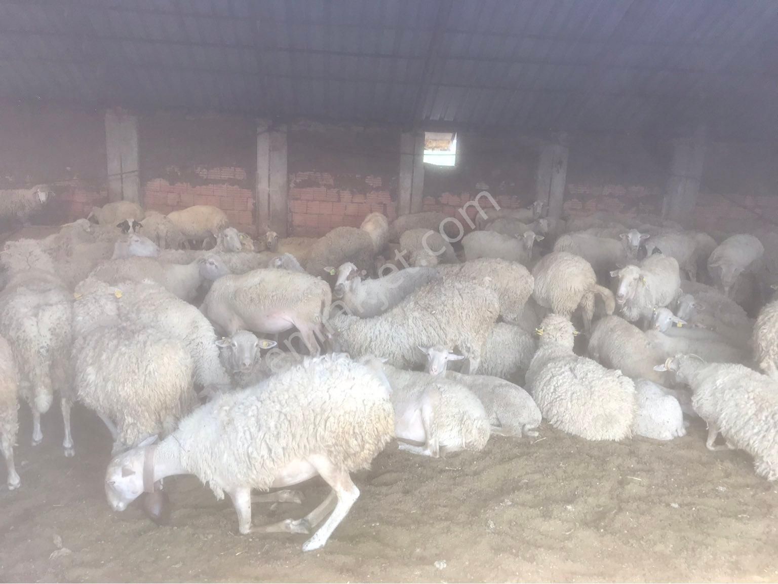 Kırklareli Merkez Uskup Köyüne Baglı Satılık Cıflık - Görsel 6