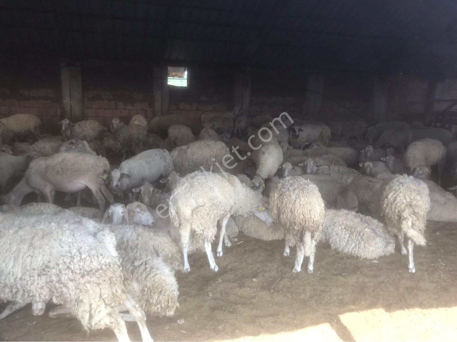 Kırklareli Merkez Uskup Köyüne Baglı Satılık Cıflık - Görsel 9