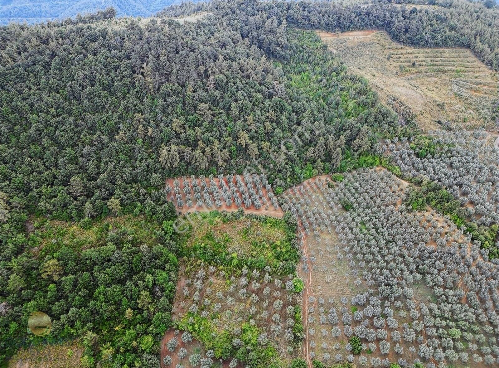 İznik Çamolukta Satılık Tekliflere Açık Göl Manzaralı Arazi - Görsel 2