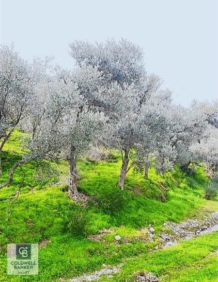 Karaburun Sarpıncık Satılık Zeytinlik Karaburun Sarpıncık'ta Karaçağıl Koyunda Yatırımlık Zeytinlik