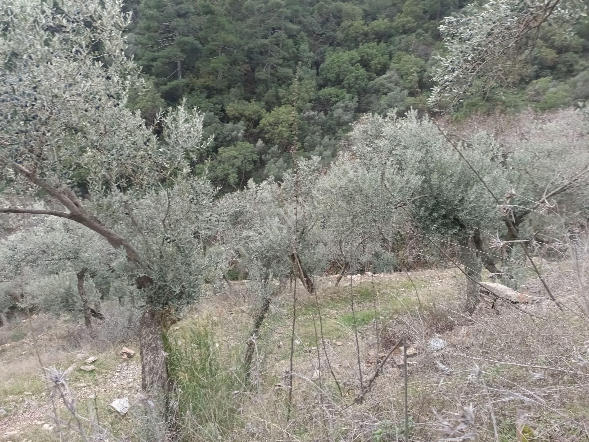 İzmir Torbalı Gold Emlaktan Bayındırda Satılık Zeytinlik - Görsel 20