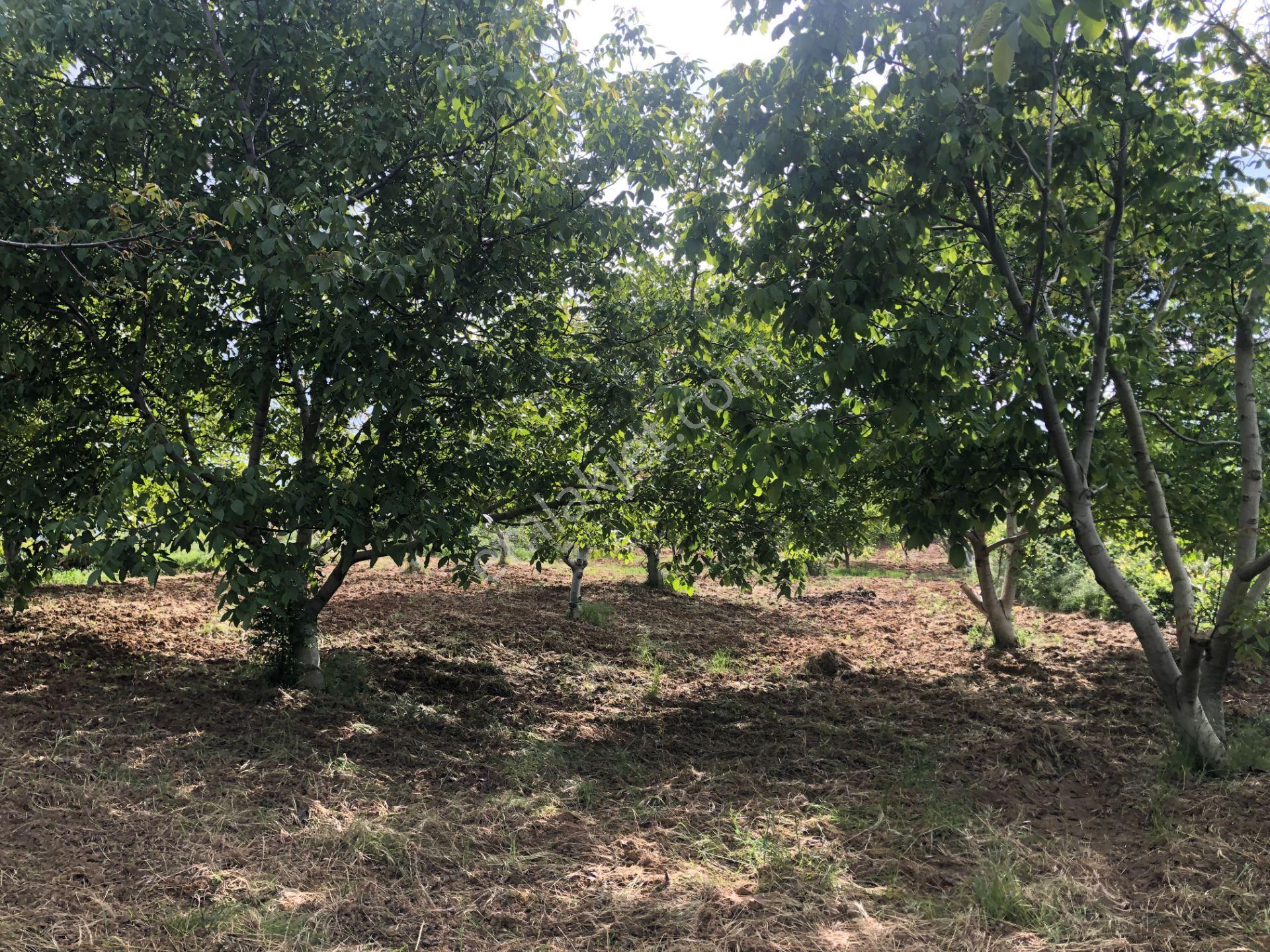 Şarköy De Işık Emlaktan Camikebir Mah De 1900 M2 Cevizlik - Görsel 8