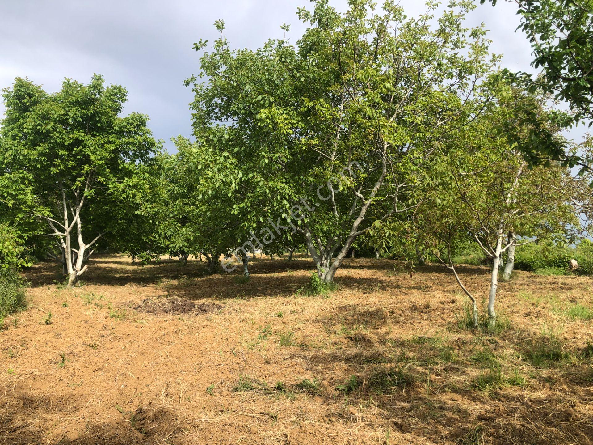Şarköy De Işık Emlaktan Camikebir Mah De 1900 M2 Cevizlik - Görsel 3