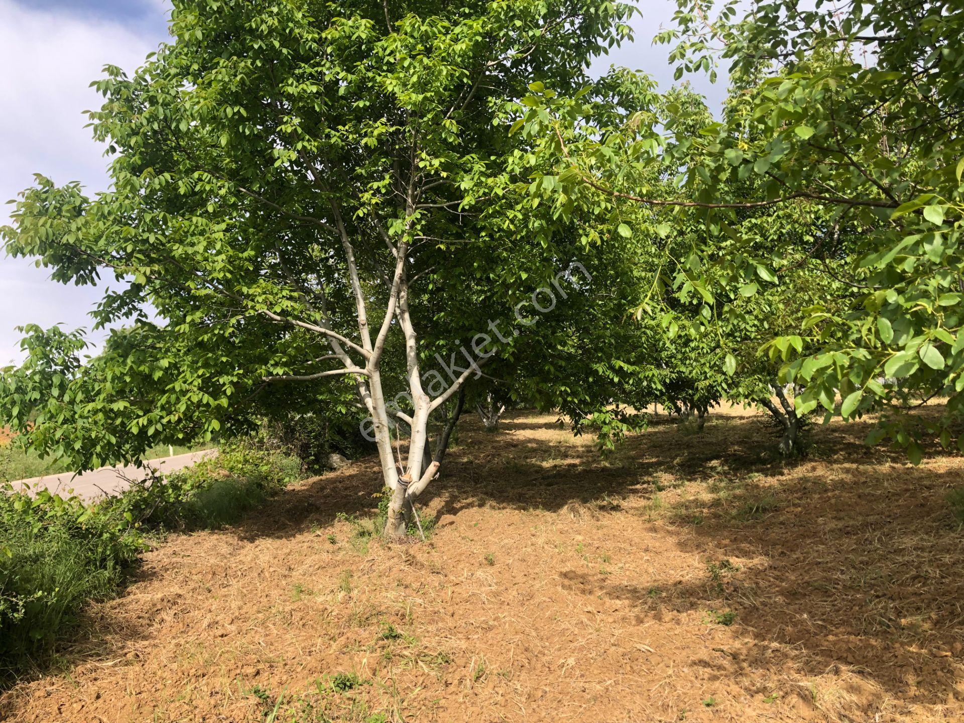 Şarköy De Işık Emlaktan Camikebir Mah De 1900 M2 Cevizlik - Görsel 11