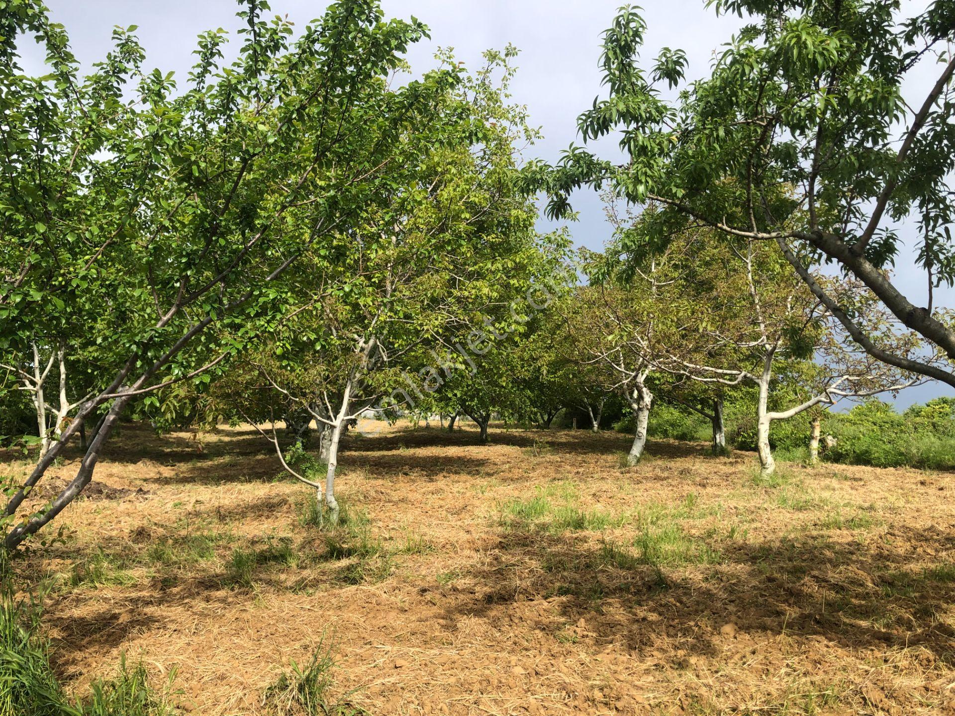 Şarköy De Işık Emlaktan Camikebir Mah De 1900 M2 Cevizlik - Görsel 4