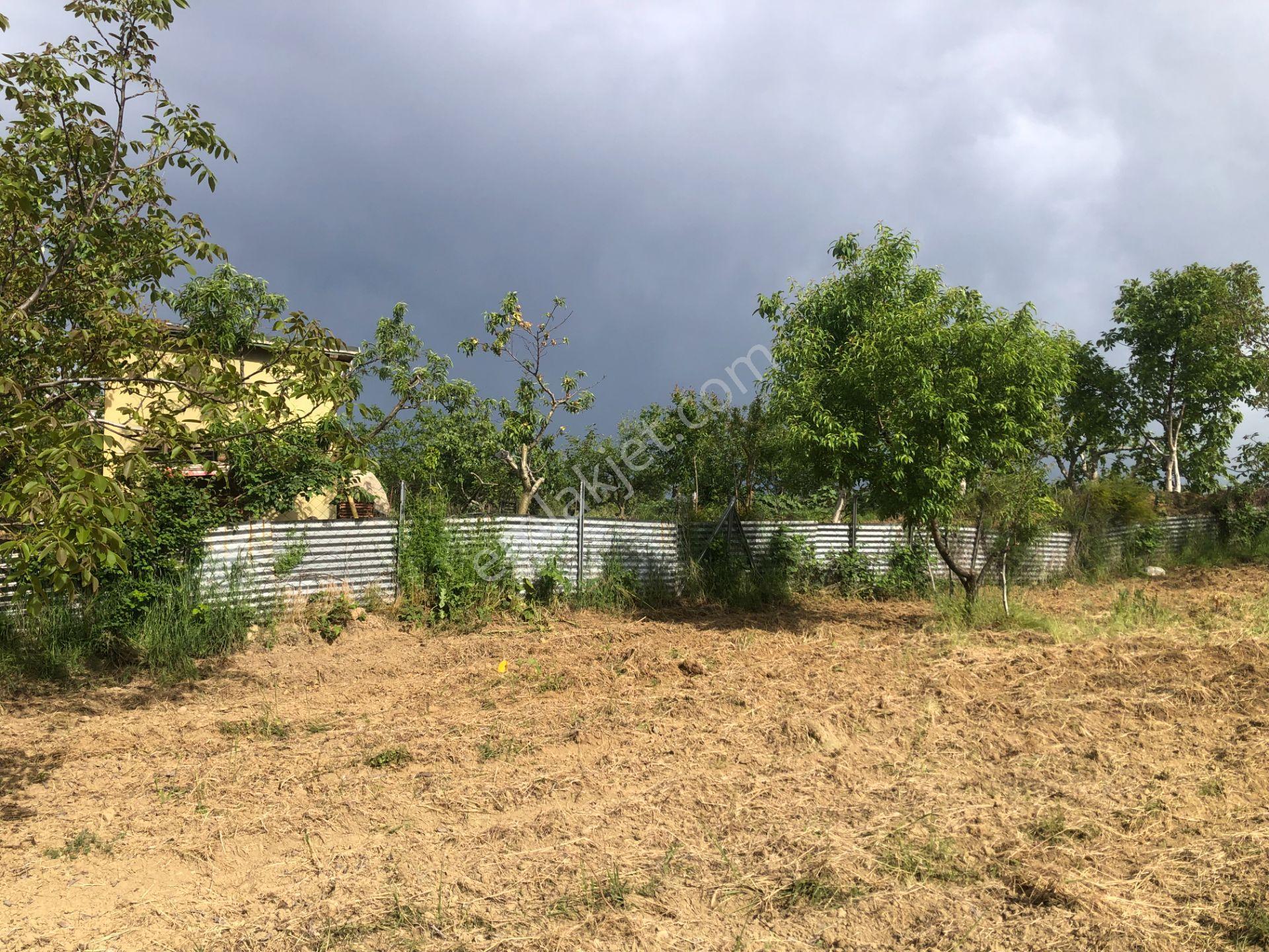 Şarköy De Işık Emlaktan Camikebir Mah De 1900 M2 Cevizlik - Görsel 2