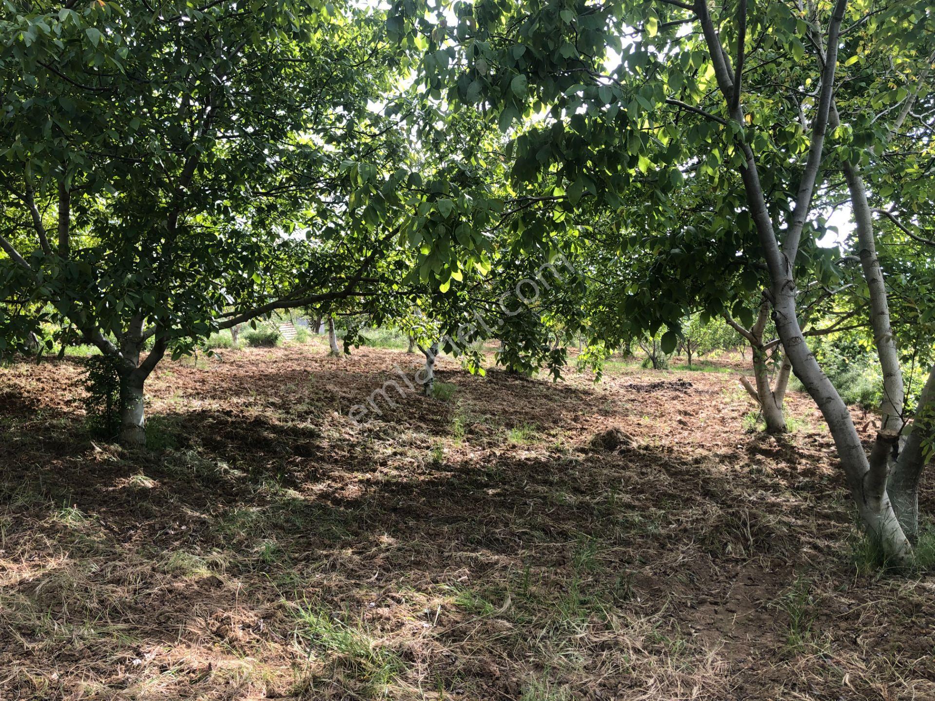 Şarköy De Işık Emlaktan Camikebir Mah De 1900 M2 Cevizlik - Görsel 6