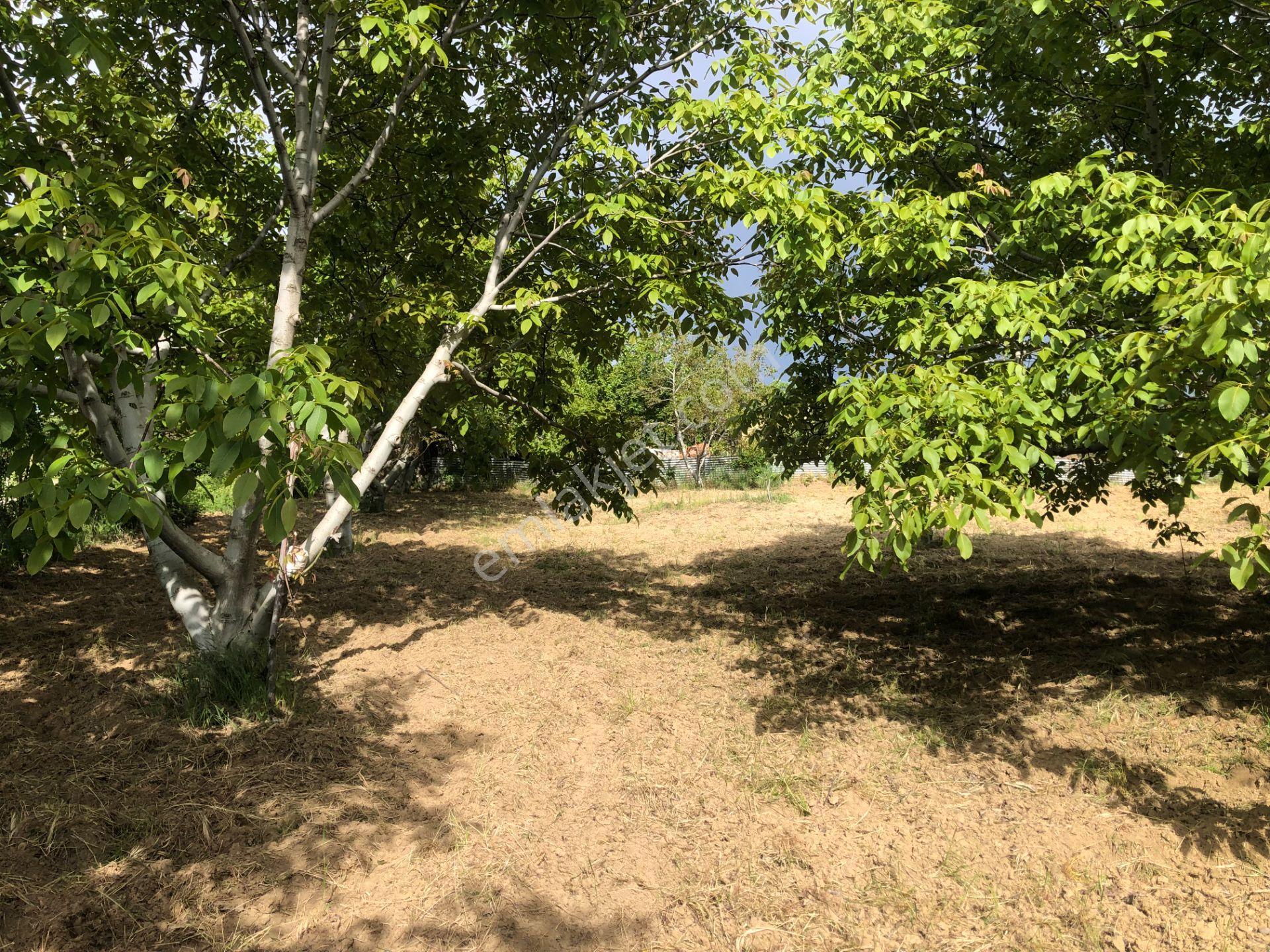 Şarköy De Işık Emlaktan Camikebir Mah De 1900 M2 Cevizlik - Görsel 10