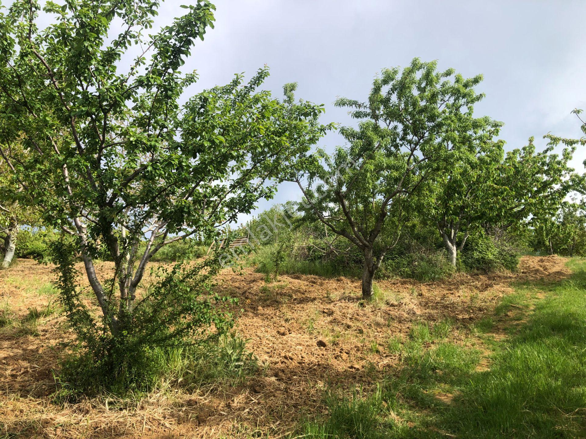 Şarköy De Işık Emlaktan Camikebir Mah De 1900 M2 Cevizlik - Görsel 5