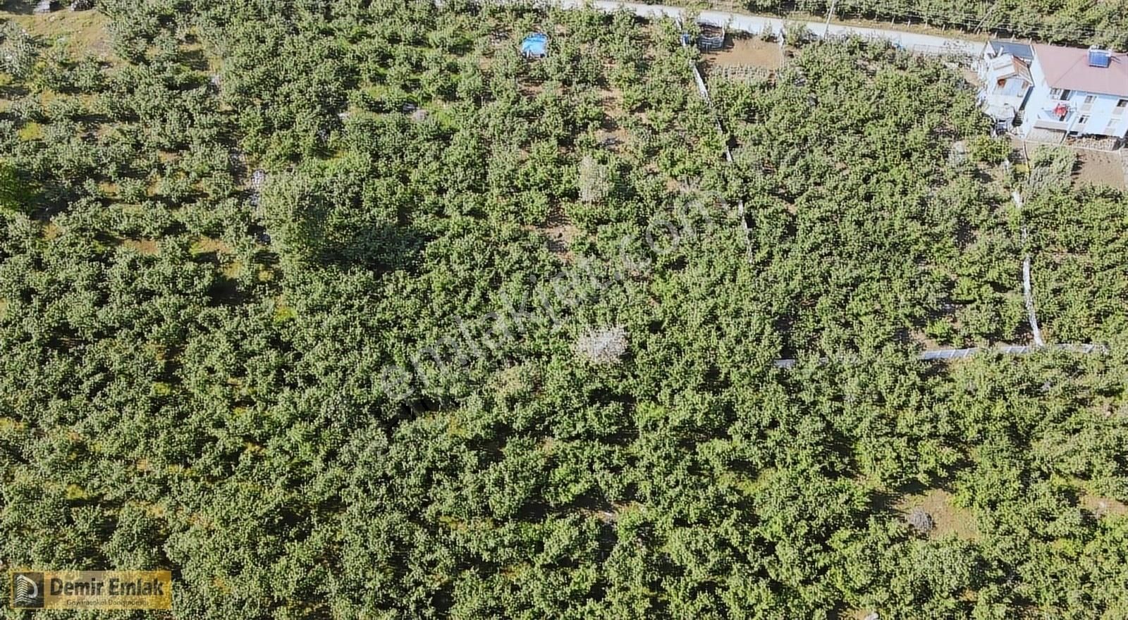 Kocaali Yeni Mahallede Arsa Konumunda Bahçe - Görsel 20