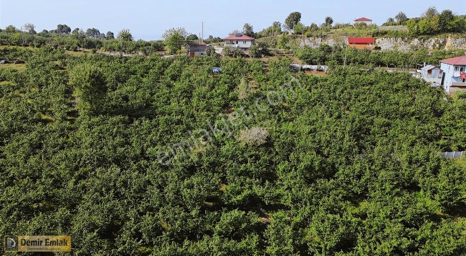 Kocaali Yeni Mahallede Arsa Konumunda Bahçe - Görsel 14