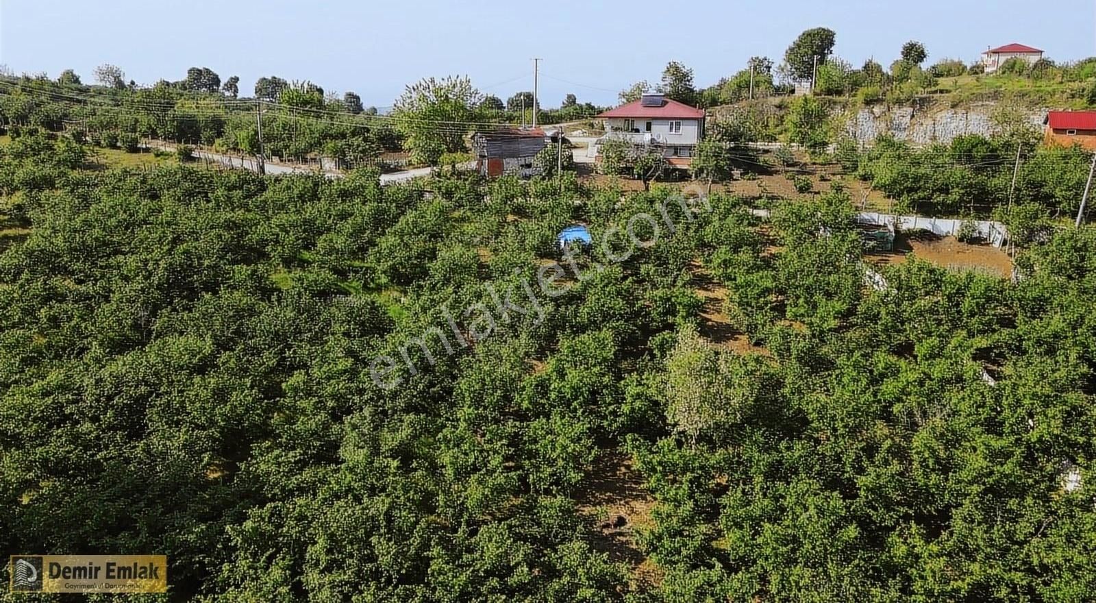 Kocaali Yeni Mahallede Arsa Konumunda Bahçe - Görsel 19