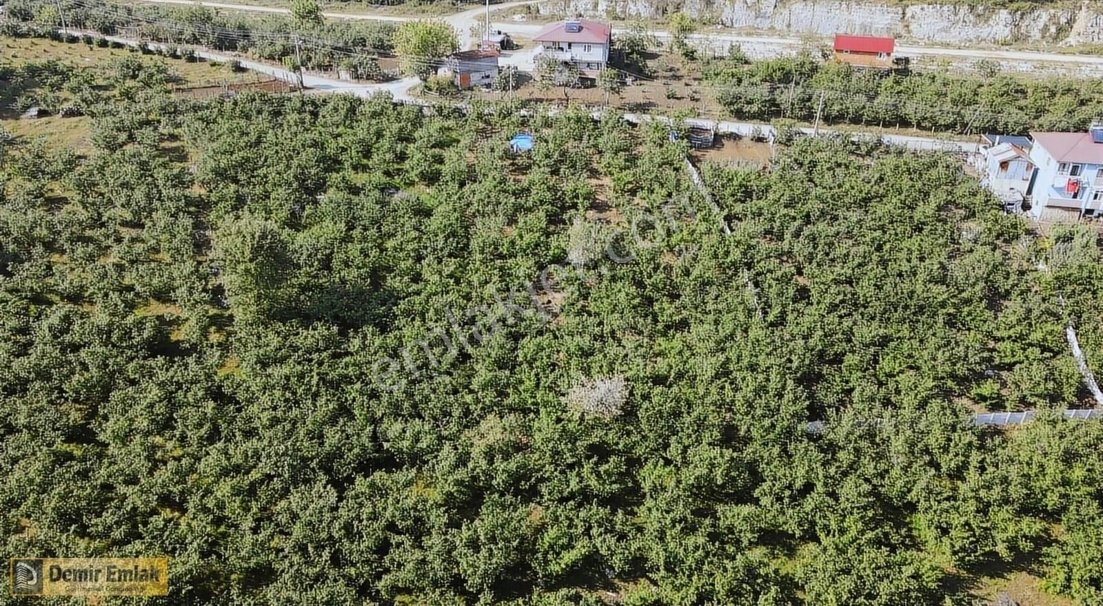 Kocaali Yeni Mahallede Arsa Konumunda Bahçe - Görsel 7