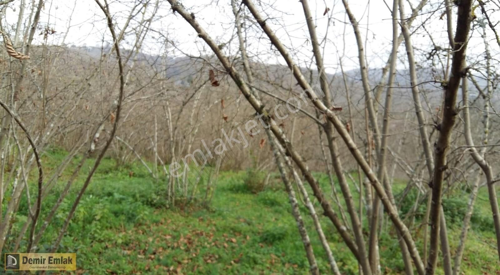 Kocaali Açmabaşı Satılık Bağ & Bahçe Kocaali Açmabaşında Fındıklık