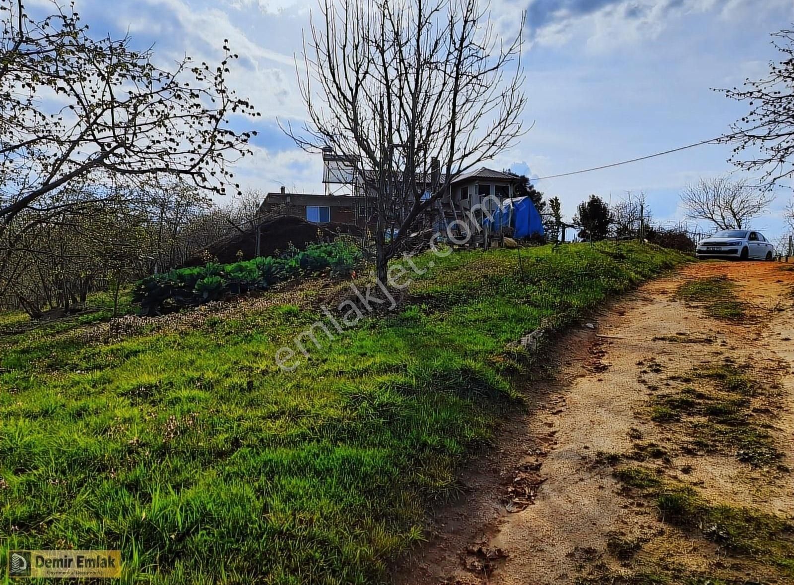 Kocaali Alandere Satılık Bağ & Bahçe Alandere Mahallesinde Yerleşime Yakın Fındık Bahçesi