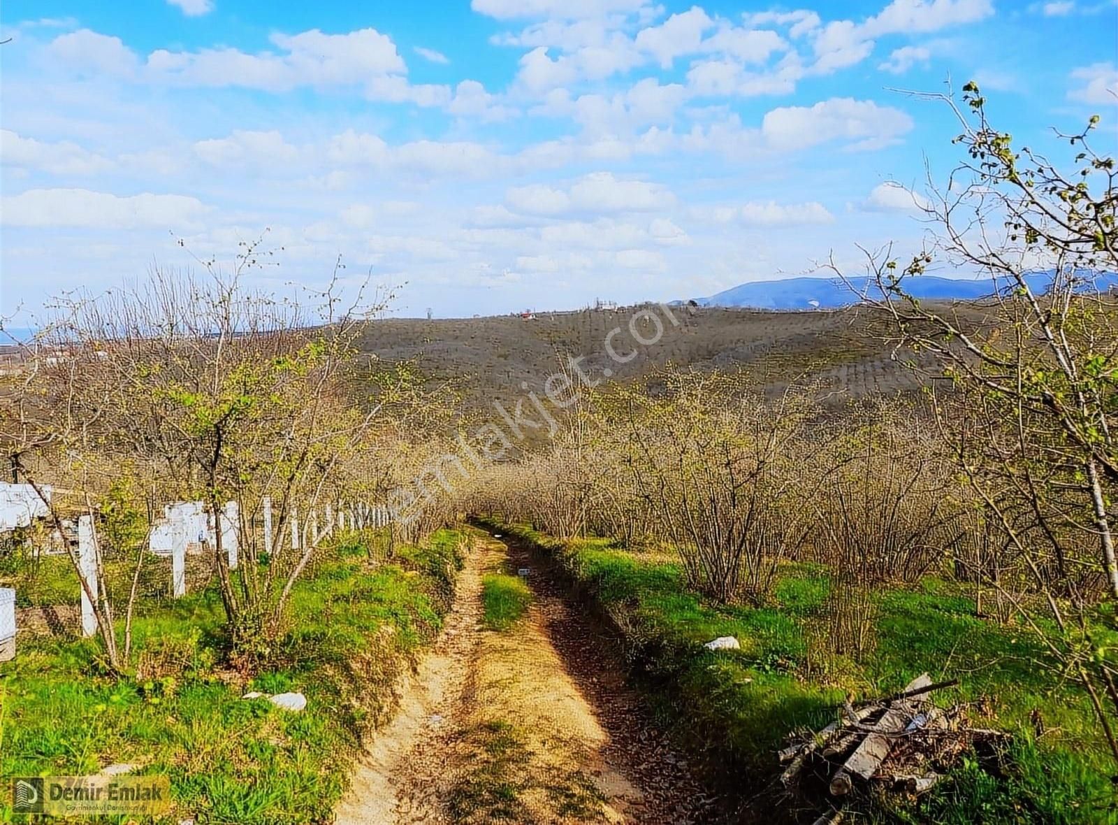 Alandere Mahallesinde Yerleşime Yakın Fındık Bahçesi - Görsel 6