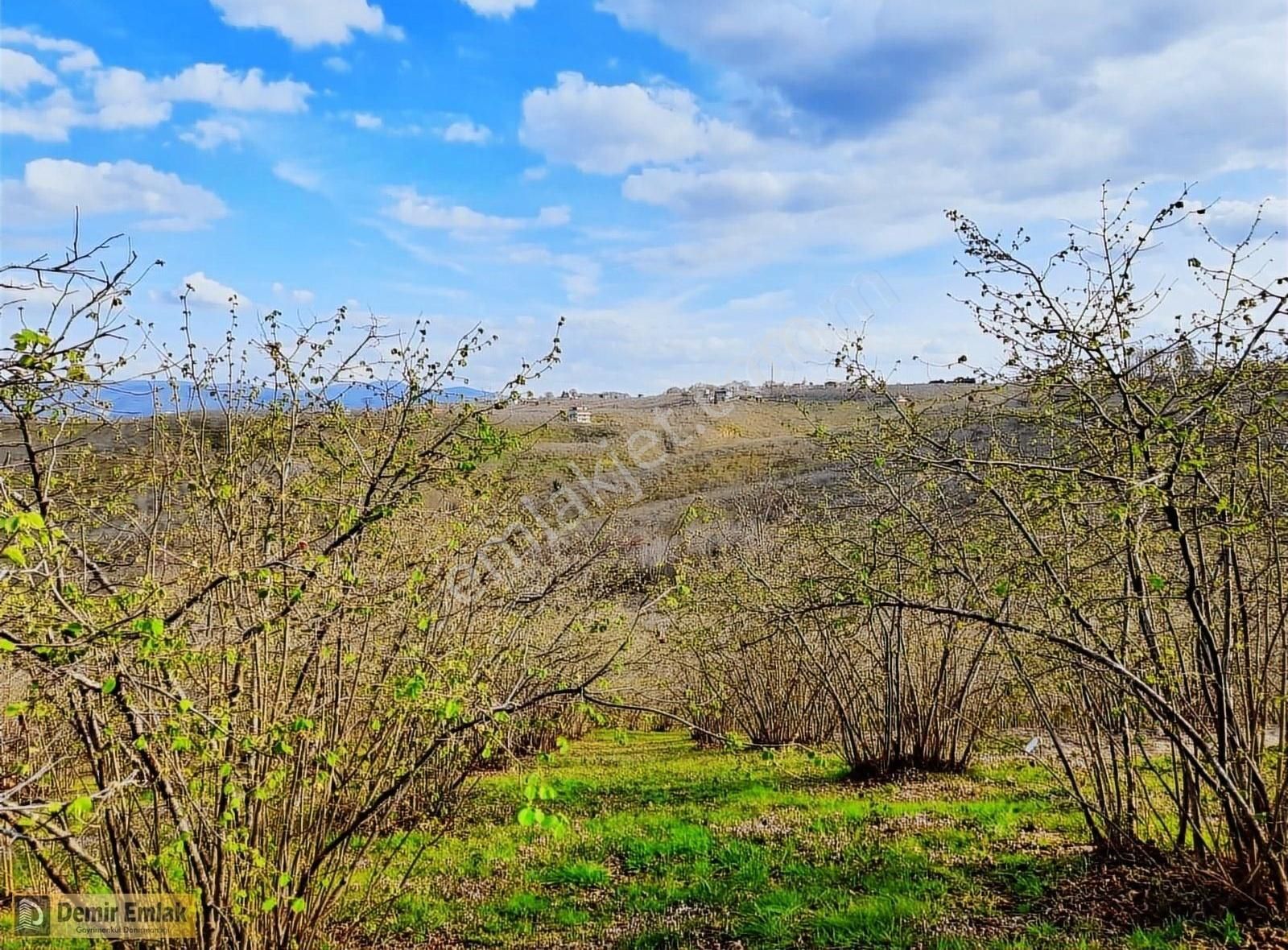 Alandere Mahallesinde Yerleşime Yakın Fındık Bahçesi - Görsel 8