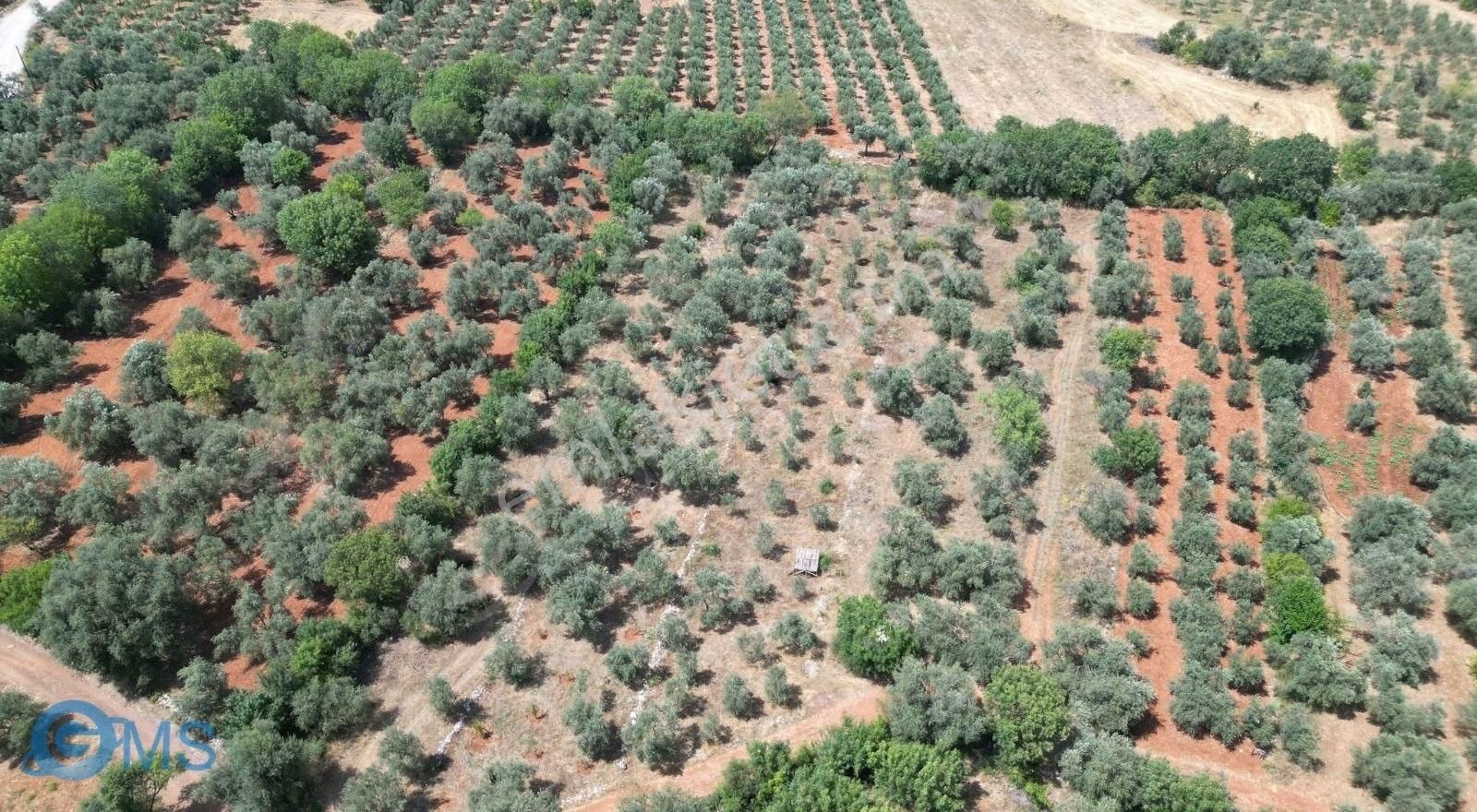 Döşemealtı Karaveliler Satılık Tarla yerleşime yakın 1125 metre bahçe