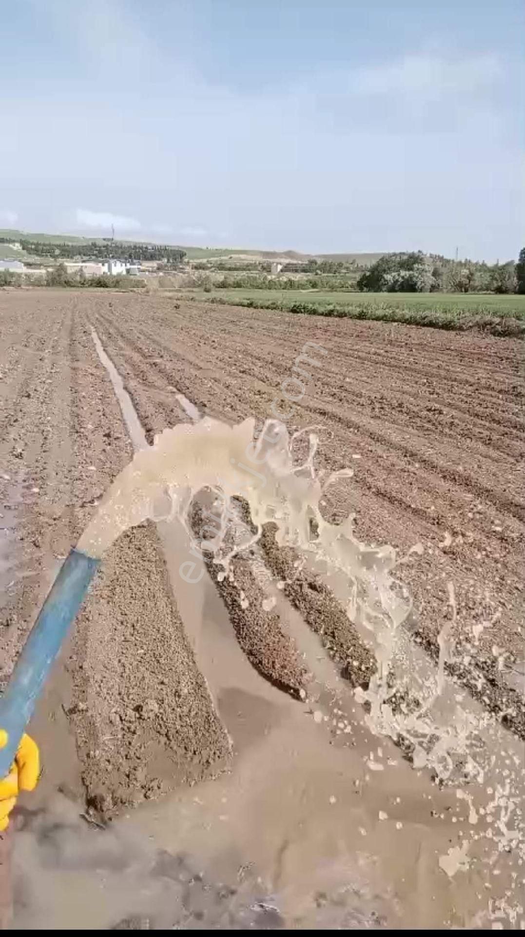 Suluova Hacıbayram Satılık Tarla Suluova Org Sanayiye Yakın Satılık Tarlalar