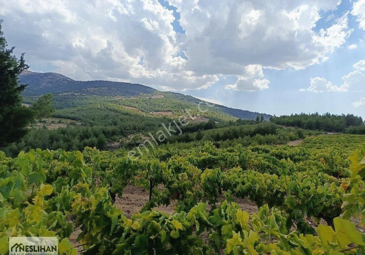 Çal Selcen Satılık Bağ & Bahçe ÇAL SELCENDE ASFALT YOLA SIFIR 29 DÖNÜM BAĞ VE TARLA SATILIKTIR