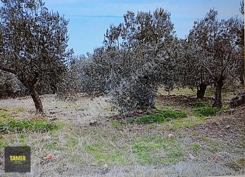 Ayvacık Arıklı Köyü Satılık Zeytinlik Tamer'den Arıklı'da Muhteşem Deniz Manzaralı Zeytinlik