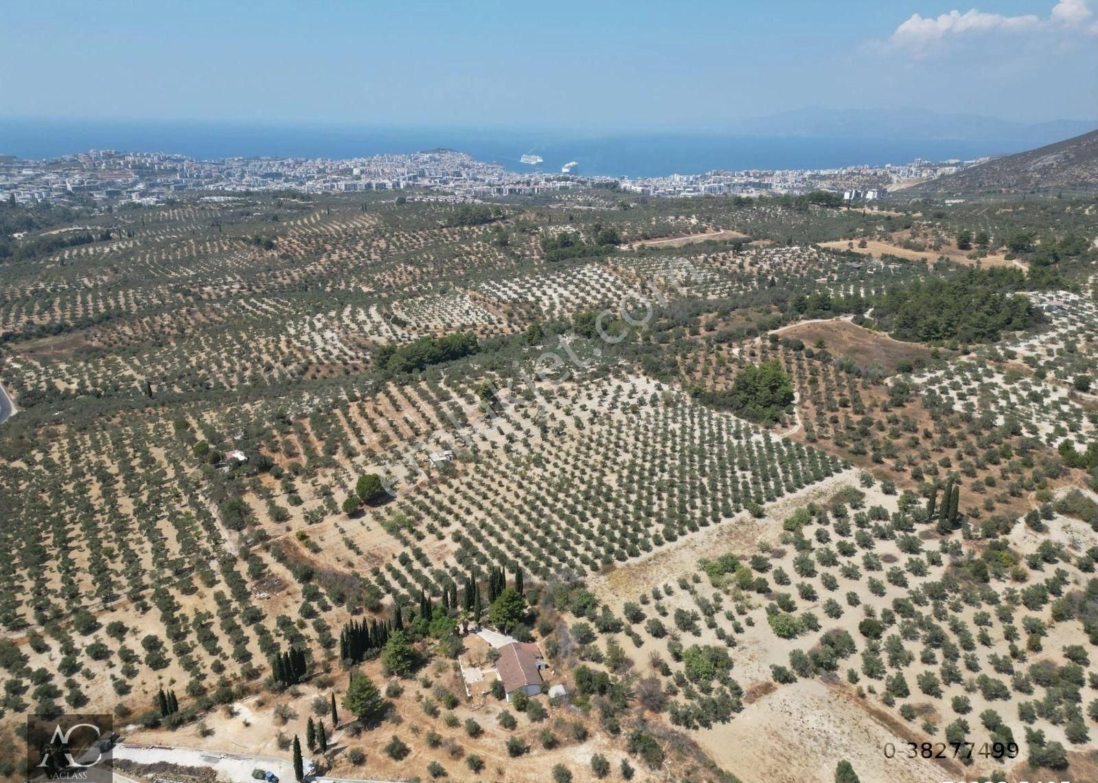 Kuşadası İkiçeşmelik Satılık Tarla İMARA YAKIN-KISMİ MANZARALI-MERKEZE 5 DK MESAFEDE-YATIRIMLIK KACIRILMAYACAK 38 DÖNÜM ZEYTINLİK