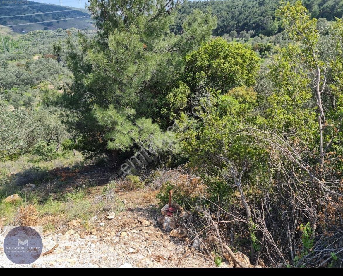 Bergama Koyuneli Satılık Bağ & Bahçe satılık zeytinlik