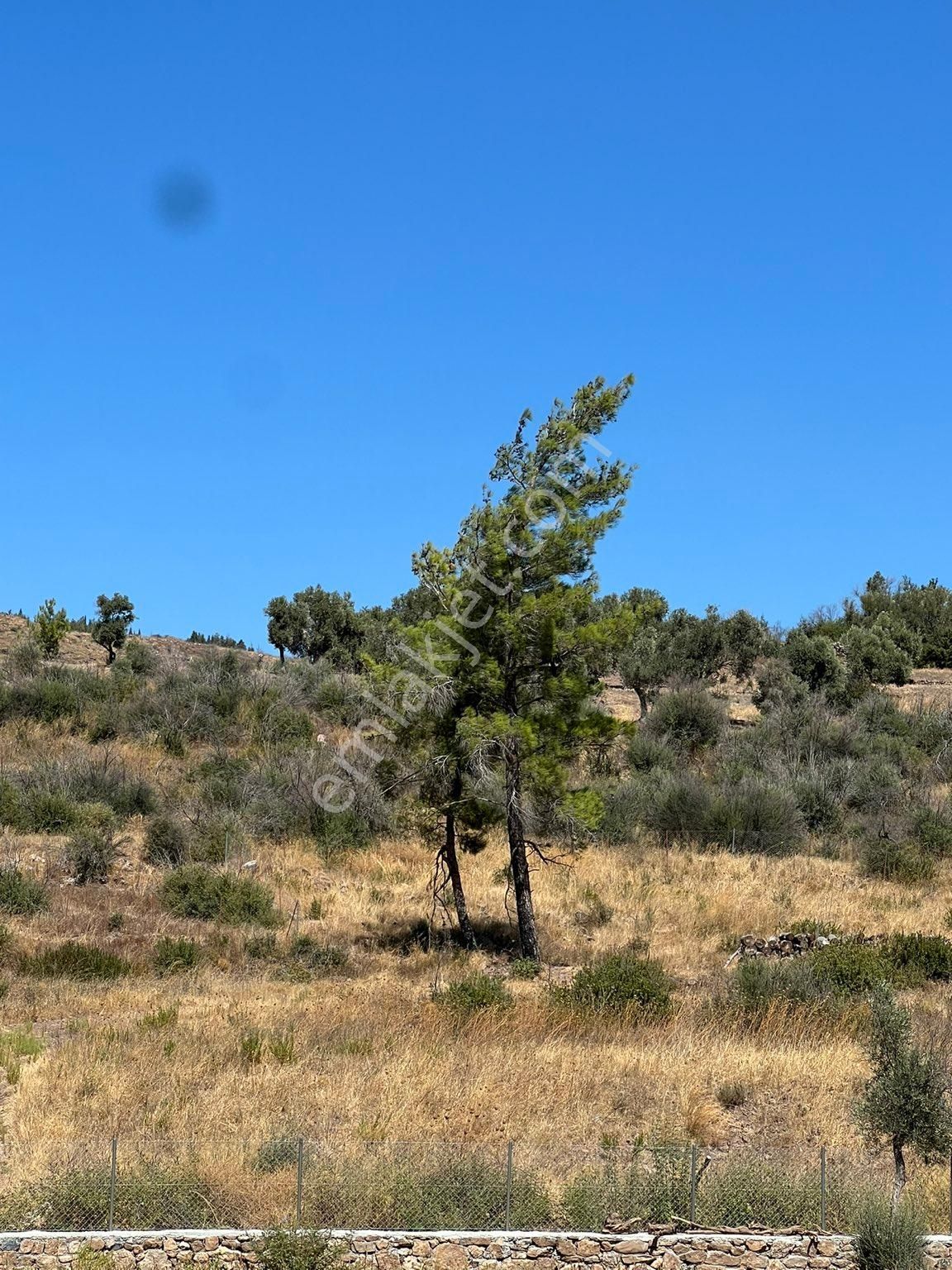 Bodrum Gökpınar Satılık Zeytinlik MUMCULAR GÖKPINARDA YOLA 2.PARSEL ZEYTİNLİK